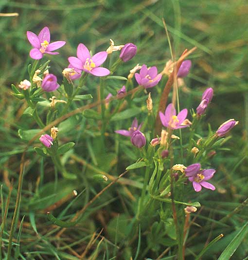  Image name: centauro2.jpg 
 width: 510 pixel 
 height: 534 pixel 
 Size: 57714 bytes 
 Click to enlarge 